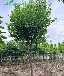 Vườn dâm ủ cây Ban Tây Bắc công trình