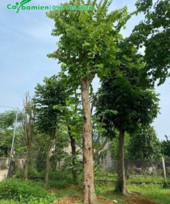 Ban trắng cổ thụ đường kính 25cm