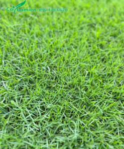 Trồng phủ nền bằng thảm cỏ nhung nhật bản