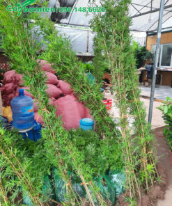 Mua bán và báo giá cây Trúc Quân Tử tận vườn