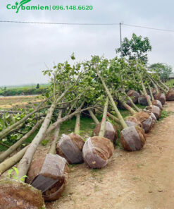 Đánh bầu số lượng lớn cây Mít công trình cao lớn