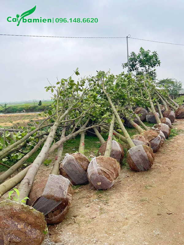 Đánh bầu số lượng lớn cây Mít công trình cao lớn