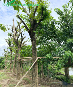 Dâm ủ cây Bằng Lăng lâu năm đã tỉa hết tay cành