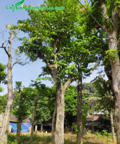 Cây hoa Bằng Lăng công trình lâu năm cao hơn 4m