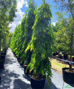 Hoàng Nam công trình cao 3m, giá tốt nhất thị trường