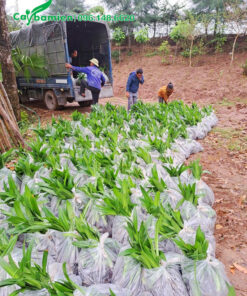 Di chuyển những bịch cây lên thùng xe tải