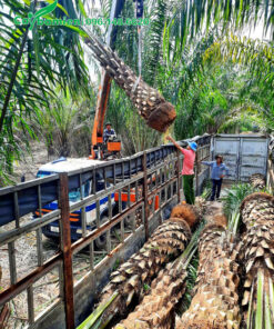 Xếp hàng cục cây cọ dầu lâu năm lộ thân 2-3m lên xe