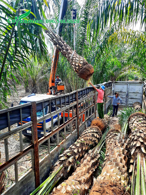 Xếp hàng cục cây cọ dầu lâu năm lộ thân 2-3m lên xe