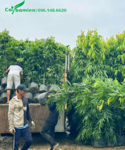 Công nhân đang bốc cây Hoàng Nam lên thùng xe tải