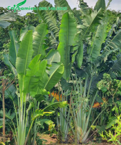 Chuối Rẻ Quạt trưởng thành chiều cao hơn 2 - 3m