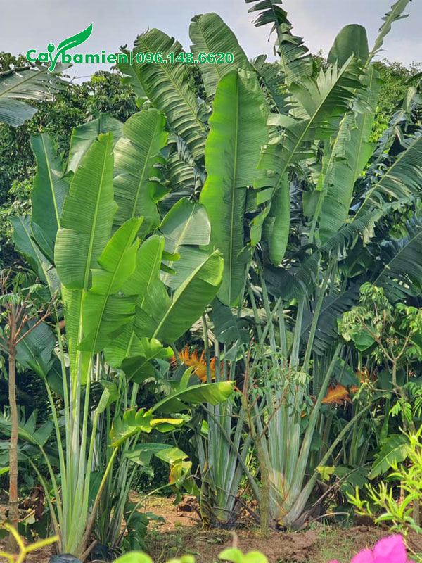 Chuối Rẻ Quạt trưởng thành chiều cao hơn 2 - 3m