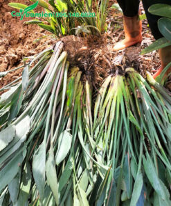 Bứng bầu những khóm hoa chuối thiên điểu cao 1m