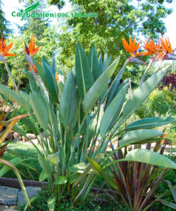 Bụi hoa trồng trong sân vườn, lá màu xanh bạc, hoa màu cam nổi bật