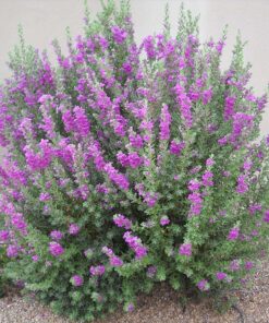 Bụi cây tuyết sơn phi hồng