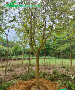 Bứng bầu cây hoa ban tây bắc vanh 30