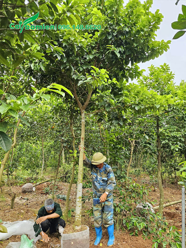 Búng nóng cây Chay đừng kính gốc 10cm, thoát thân hơn 2m