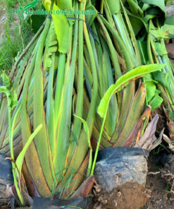 Bứng bầu và bó gọn cành lá trước khi vận chuyển