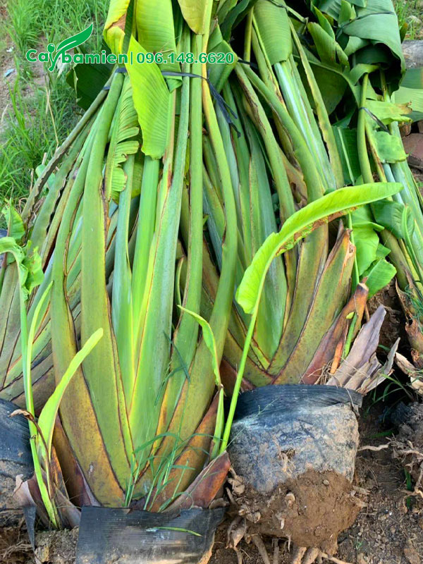 Bứng bầu và bó gọn cành lá trước khi vận chuyển