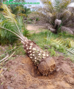 Cây Cọ Dầu vừa mới bứng bầu