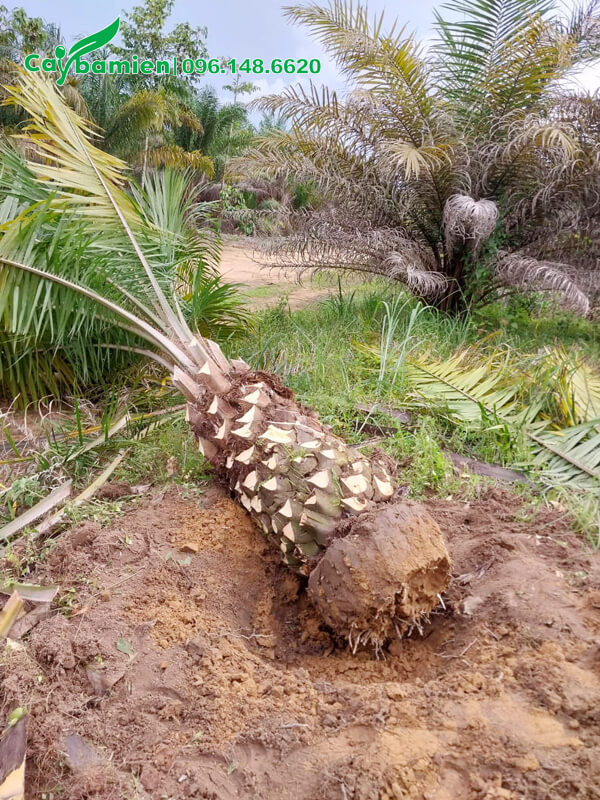 Cây Cọ Dầu vừa mới bứng bầu