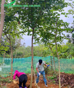 Đào đất, bứng bầu cây hoa ban công trình