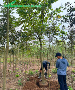 Đánh bầu cây ban tây bắc lâu năm đường kính gốc 12 - 15cm