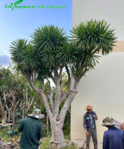 Phát tài núi công trình đã dâm ủ nhiều năm