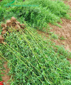 Bứng nóng cây trúc quân tử tại vườn