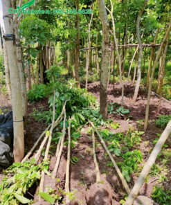 Bứng nóng số lượng lớn Bằng Lăng kích thước nhỏ