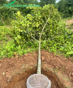 Đánh thẳng cây Chay trưởng thành cao hơn 3m