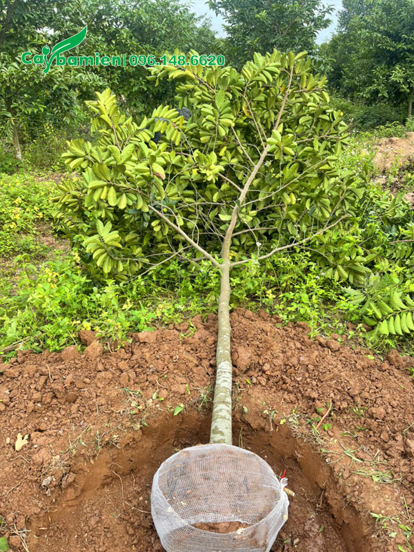 Đánh thẳng cây Chay trưởng thành cao hơn 3m