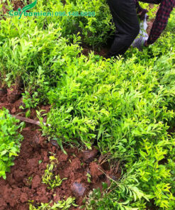 Bứng hàng loạt cây chuỗi ngọc trồng trong bầu từ nhỏ