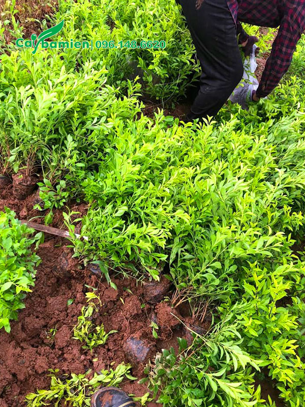 Bứng hàng loạt cây chuỗi ngọc trồng trong bầu từ nhỏ