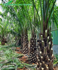 Bứng lóng số lượng lớn cọ dầu công trình