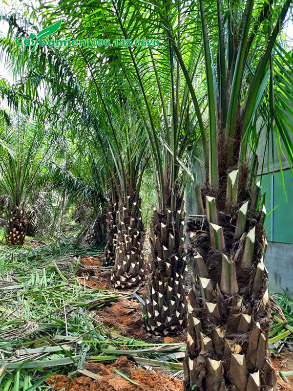 Bứng lóng số lượng lớn cọ dầu công trình