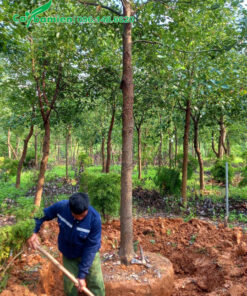 Khoanh và đào đất, bứng bầu cây Long Não đường kính gốc 15cm