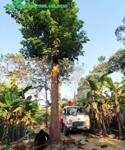 Đào đất, bứng bầu cây Nhội đại thụ, vanh trên 100