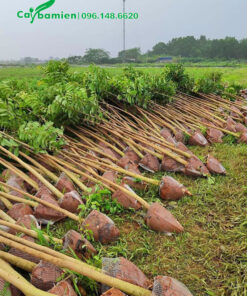 Hàng trăm cây Sò Đo Cam loại nhỏ, chiều cao gần 2m, mới bứng bầu