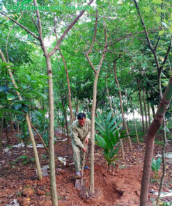 Công nhân đang bứng bầu cây điệp vàng công trình cao 3m