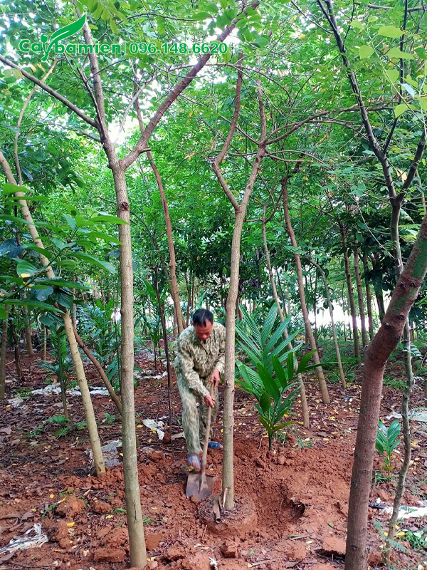 Công nhân đang bứng bầu cây điệp vàng công trình cao 3m