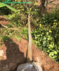 Bứng bầu cây Mít Ta đường kính 15cm