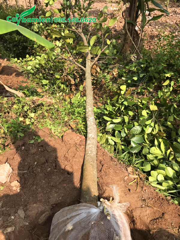 Bứng bầu cây Mít Ta đường kính 15cm