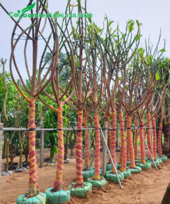 Dùng cát dâm ủ cây Sake công trình mới bứng