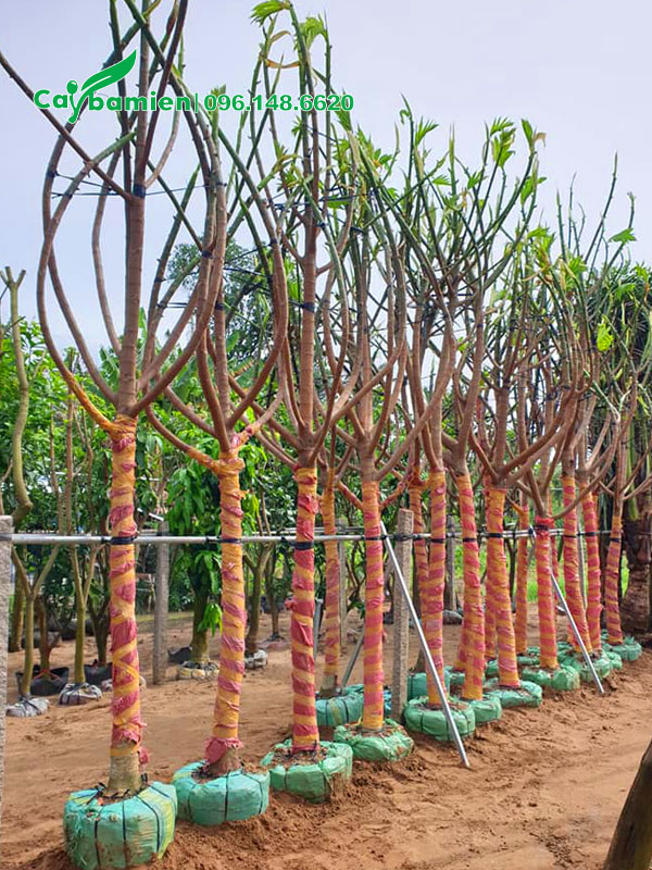 Dùng cát dâm ủ cây Sake công trình mới bứng