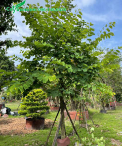 Trồng ban hoàng hậu trong khuôn viên khu nghỉ dưỡng