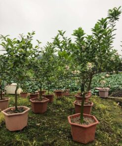 Cây chanh tứ quý