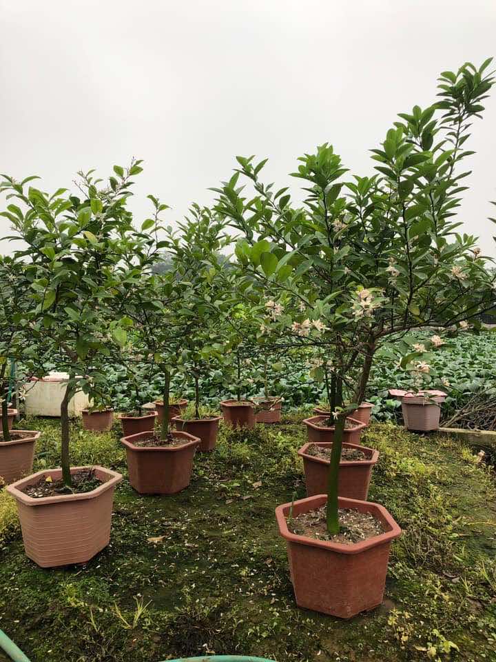 Cây chanh tứ quý