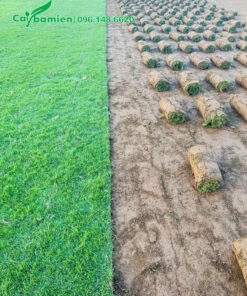 Những cuộn cỏ nhung nhật mới cắt được xếp gọn gàng