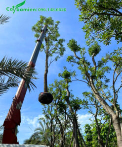 Nhấc cây chuông vàng công trình lên xe bằng cần cẩu