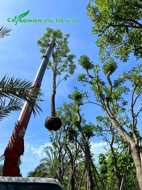 Nhấc cây chuông vàng công trình lên xe bằng cần cẩu